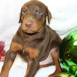 doberman pinschers for sale ready now and lovely