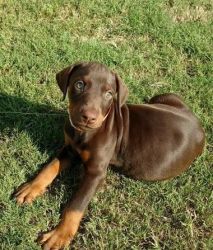 Cutest Doberman puppies with papers ready now