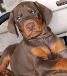 Female Doberman looking for PERFECT home
