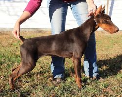 Red & Rust Doberman Females - IPO titled, European imports parents