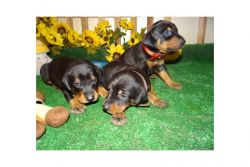 Doberman puppies available!!