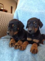 dogs Doberman Puppies For Sale