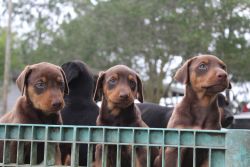 Doberman Pups AKC, red or black