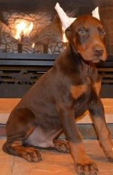 Stunning AKC Doberman Pinscher Puppies For Sale