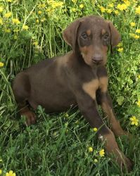 Dobermann Puppies - Ready Now For Adoption