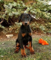 Take a look at our beautiful Dobermann pups