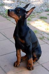doberman pinscher puppies available for you now