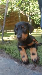 Take A Look At Our Beautiful Dobermann Pups (xxx) xxx-xxx0