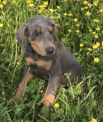 Doberman Pinscher Puppies For Adoption