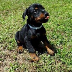AKC home trained doberman pinsher puppies