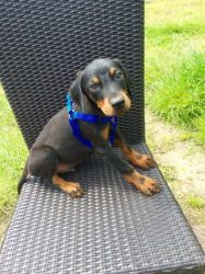 Take A Look At Our Beautiful Dobermann Pups