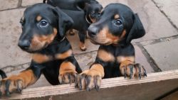 Doberman Puppies You Can't Miss!!!!