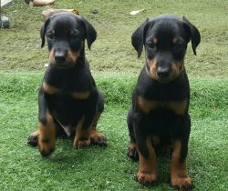 Stunning Doberman Pinscher Puppies