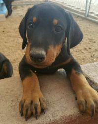 Pure Bred Doberman Pinscher Now available for new home