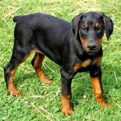 cute female Doberman Pinscher Pup for sale