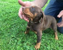 Home trained Doberman Pinscher for sale
