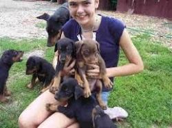 Doberman Pinscher Puppies Available