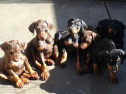 Doberman Pinschers Puppies For Sale