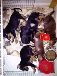 Gorgeous Dobermann Puppies for sale