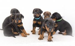 Dobermann Pups For Sale. Ready Now