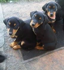 Doberman Puppies