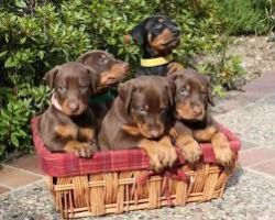 Chocolate Dobermann puppies