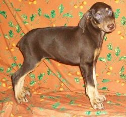 Beautiful Doberman Pinscher Puppies for sale.