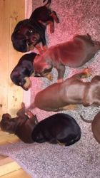 Beautiful Dobermann Puppies For Sale