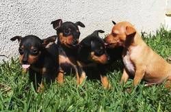 Adorable Doberman Pinchers puppie