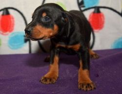 Doberman Puppies with full Registration