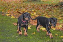 We have a beautiful litter of Dobermann puppies for adoption