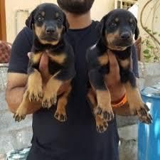 Two Friendly Doberman Pinscher Puppies for sale