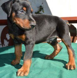 Doberman Male and female Puppies