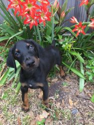 DOBERMAN PUPPIES AVAILABLE