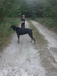 Adult Doberman looking for forever home