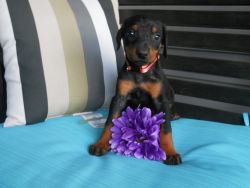 quality Doberman puppy looking for a forever home
