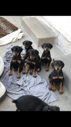 Doberman pincher puppies