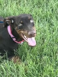 Doberman red male 7 months for adoption