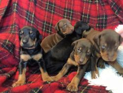 AKC registered Doberman puppies with champion bloodlines for sale