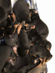 AKC Doberman puppies