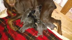 Doberman puppies are here!