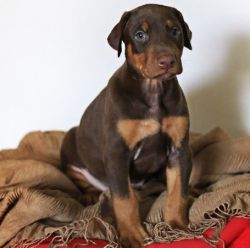 AKC Registered Male and Female Doberman Pinscher Puppies