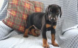AKC Doberman Pinscher puppies For Sale