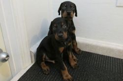 Black and Rust Doberman Pinscher Puppies