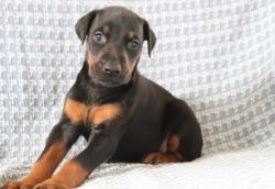 This adorable Doberman Pinscher puppyl will make a great