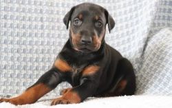 Doberman Pinscher Puppies for sale