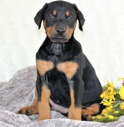 Gorgeous Doberman Pinscher puppy