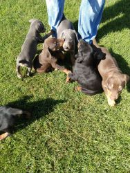 Doberman puppies ready for new home.