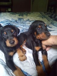 Registered Doberman puppies