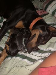 Kate’s Doberman puppies for sale